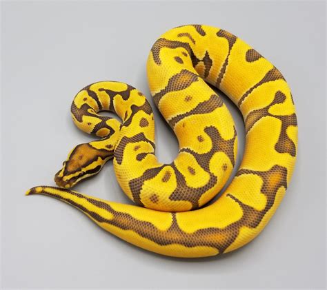 Hypo Orange Dream Enchi Fire Ball Python By Milbradt And Caponetto Pythons Morphmarket