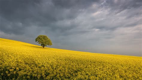 Nature Rapeseed Hd Wallpaper By Davepsemmens
