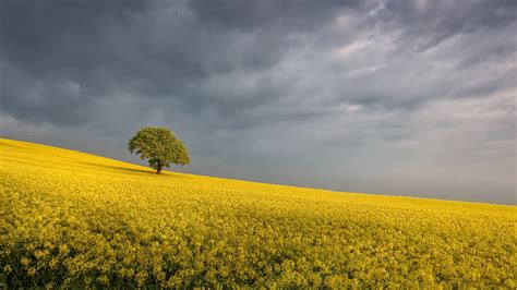 Nature Rapeseed 4k Ultra Hd Wallpaper