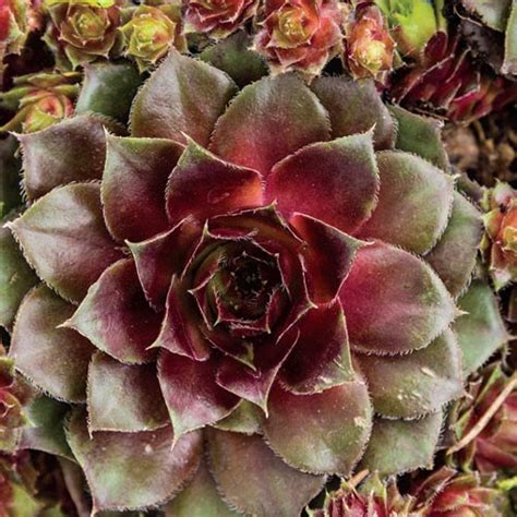 Red Rubin Hens And Chicks Michigan Bulb Company