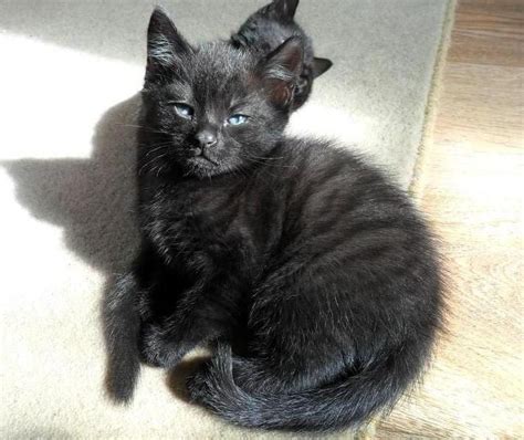 34 Best Images Black Smoke Cat Fur Black Smoke Tabby British Cat On A