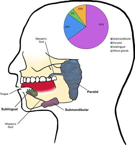 Anatomy Of Human Salivary Glands Stock Photo Alamy