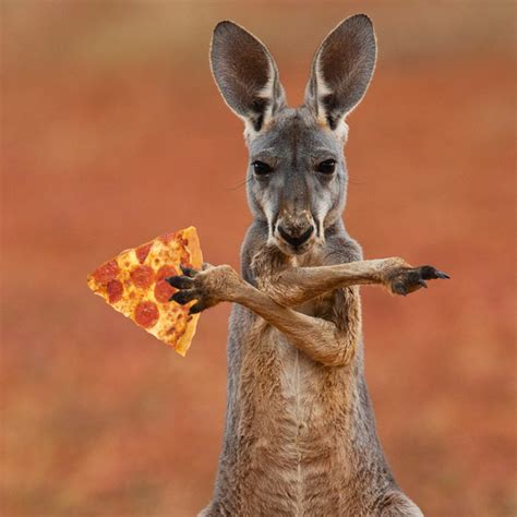 We All Eat Pizza Australia Animals Red Kangaroo Animals
