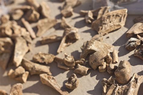 Ancient Skull Found In North Sheds New Light On Journey Out Of Africa The Times Of Israel