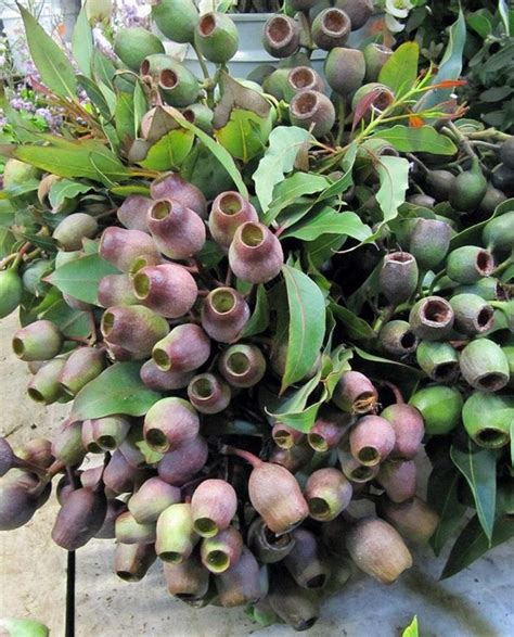 3 Distinctive Looks Of Eucalyptus Seed Pods Planting Flowers