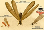 梅雨季節的飛蟻是白蟻？和螞蟻差在哪？「婚飛」的浪漫童話 - PanSci 泛科學