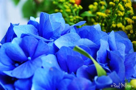 Blue Hydrangea Paul Militaru Photography Blue Hydrangea Hydrangeas