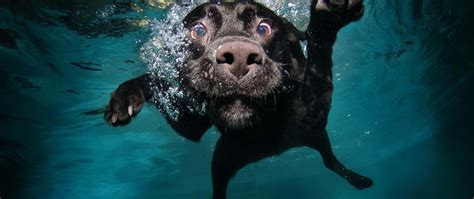 Dog Underwater Wallpapers Hd Desktop And Mobile Backgrounds