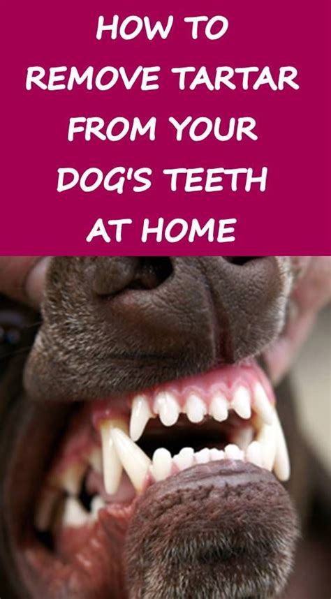 Take a look here on how to train your dogs. Yes, you need to clean your dog's teeth because dental ...