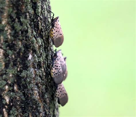 Spotted Lanternfly In New York Key Questions Answered As State