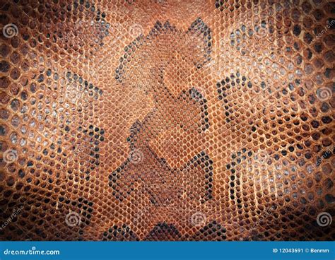 Snake Leather Stock Image Image Of Scale Reptilian 12043691