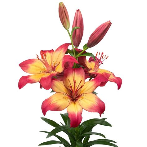 Lovely Asiatic Lily La Hybrid Bulbs For Sale Online Heartstrings