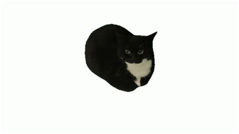 A Black And White Cat Sitting On Top Of A White Floor Next To A Wall