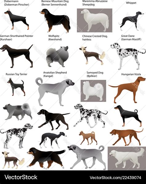 Collection Of Different Breeds Of Dogs Royalty Free Vector