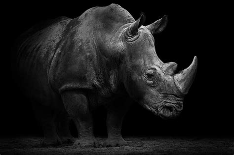 Black Rhinoceros Hd Wallpaper 4k For Pc Wallpaperforu