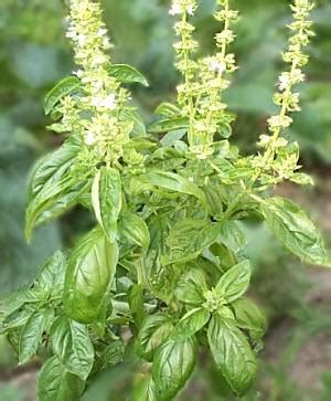 Put 4 to 5 basil ( tulsi ) leaves in a cup of water. tulasi « Kerala Recipes