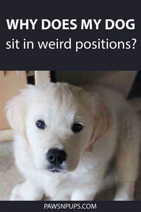 Why Do Dogs Sit Sideways