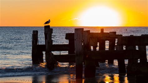 Seagull Sea Sunset Horizon Surf Picture Photo Desktop Wallpaper