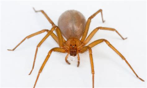 Las hembras tienen una longitud la araña violinista en chihuahua mide generalmente de 8 a 30 mm con las patas extendidas, es color marrón y cuando el dibujo de violín no es visible se. es la clasificación científica de estas, que pertenecen al ...