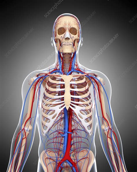 Human Anatomy Artwork Stock Image F0061318 Science Photo Library