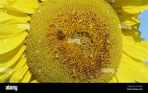 Field Of Flowering Sunflowers With Bees Collecting Honey Stock Photo