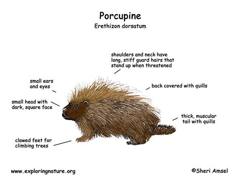 See more ideas about porcupine, hedgehog, cute hedgehog. Porcupine