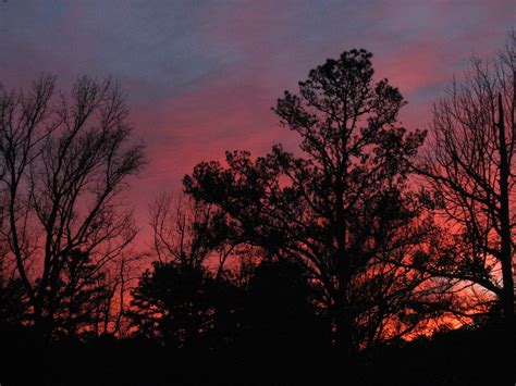 Free Images Tree Nature Branch Light Cloud Sunrise Sunset Dawn