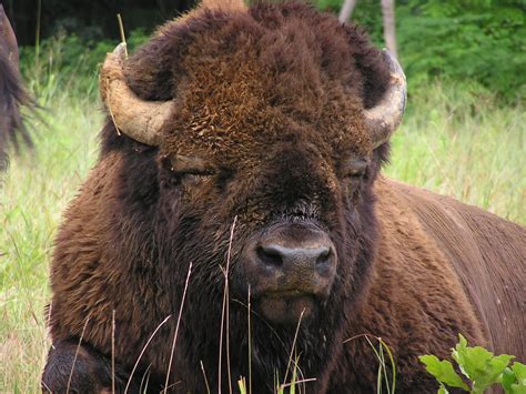 American Bison Brown Photo 28316934 Fanpop