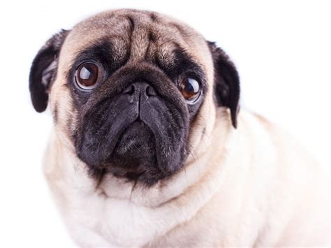 Premium Photo Portrait Of A Pug Dog With Big Sad Eyes