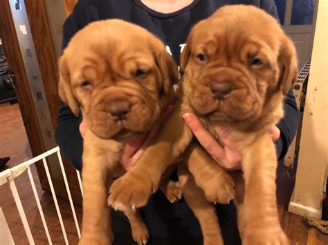 Dogue De Bordeaux Dog Breed Infotemperament Puppies And Pictures