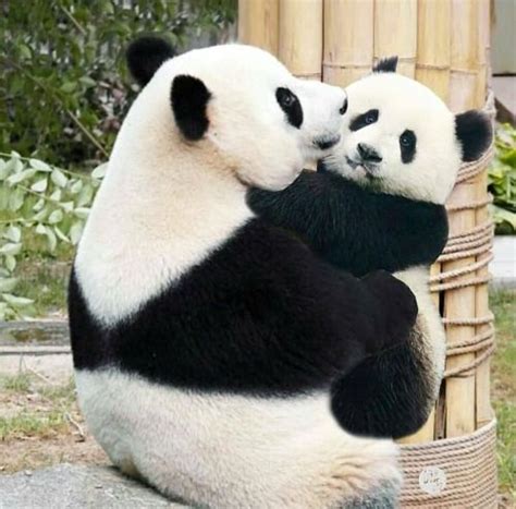 Panda Mom And Cub Too Cute To Bear