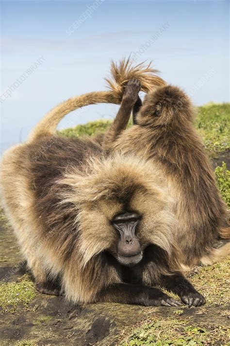 Gelada Baboons Grooming Stock Image C0246048 Science Photo Library