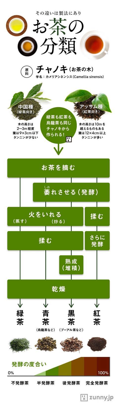 製造法もひと目でわかる「お茶の分類」早見表 Zunny インフォグラフィック・ニュース 豆知識 お茶 料理 レシピ