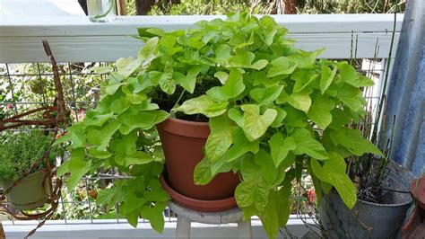 Trailing Plants For Pots Flower Patch Farmhouse