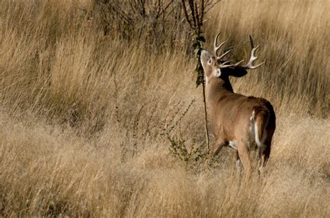 Identify Decode Whitetail Body Language Bowhunters United