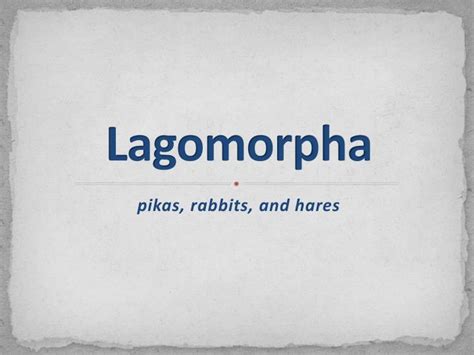 Ppt Lagomorpha Powerpoint Presentation Free Download Id1887382