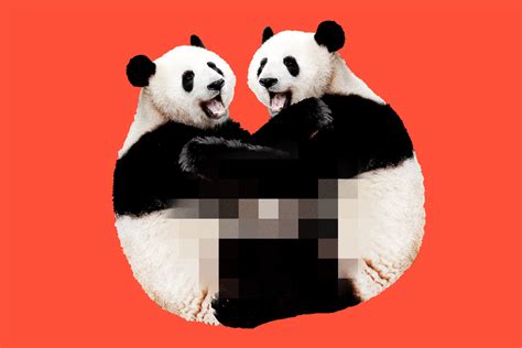 La Libido Del Oso Panda Y Su Escasa Actividad Sexual Español