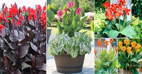 30 Best Types Of Canna Lily Varieties Balcony Garden Web