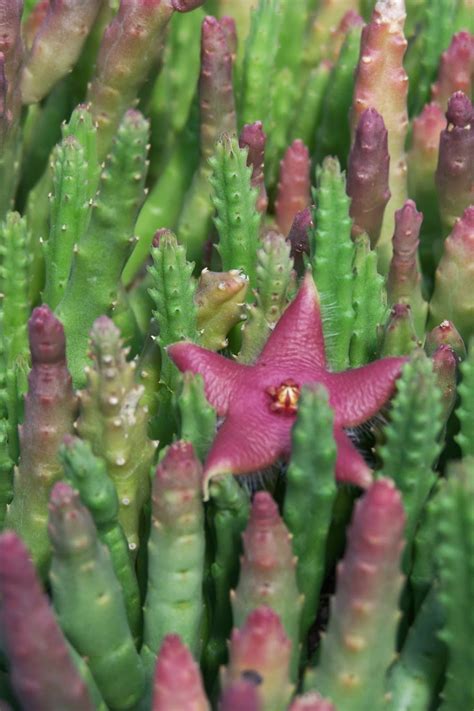 Oregon Cactus Blog Stapelia Paniculata Ssp Scitula