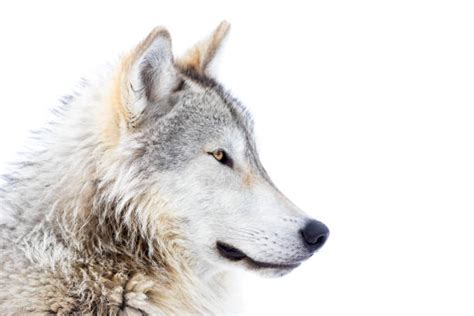 Wolf Side View Stock Photos Pictures And Royalty Free Images Istock
