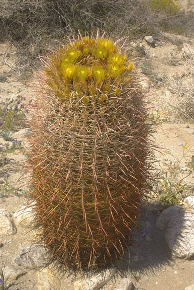 Sonoran Desert Plants Ferocactus Cylindraceus Mountain