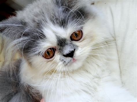 Wallpaper Face White Nose Whiskers Persian Cat Cute Kitten