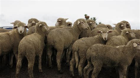 Ranchers Wonder If Us Sheep Industry Has Bottomed Out Ksjd
