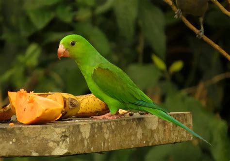 The Plain Parakeet A Comprehensive Guide Bird Lover