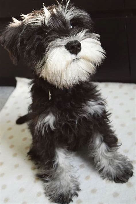 Royal schnauzers carries salt and pepper, black and silver, and black miniature schnauzer puppies whites (along with the standard colors) can be shown in international competitions with or without akc rare miniature schnauzer colors. Black and white mini schnauzer puppy | Mini schnauzer ...