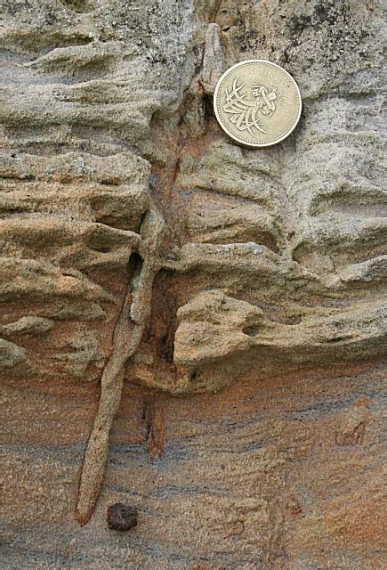 Fossil Root © Anne Burgess Cc By Sa20 Geograph Britain And Ireland