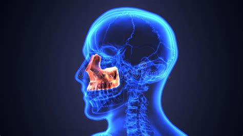 Sinusitis Of Human Skull With Inflamed At Sinus 3d Illustration