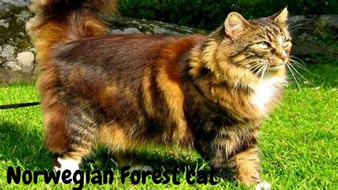 Norwegian Forest Cat Click Here