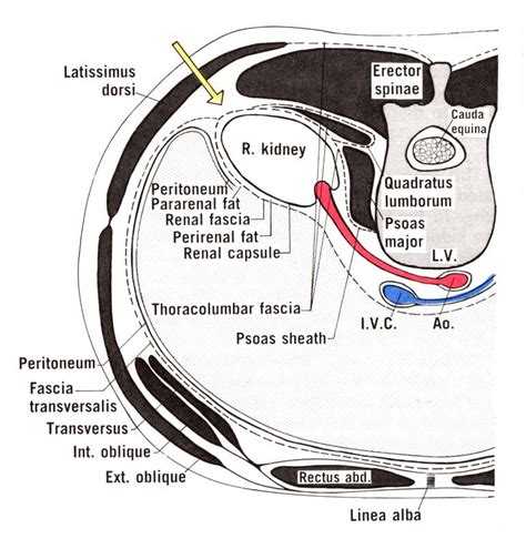 Renal Fascia Anatomy