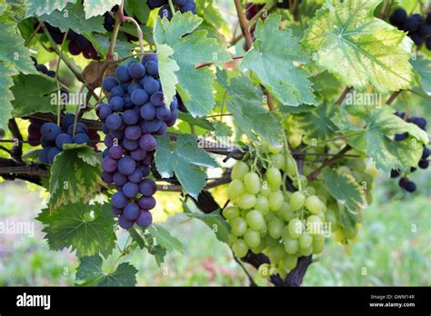 Purple Grape Vines Hi Res Stock Photography And Images Alamy
